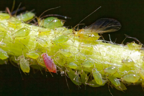 Aphids_01