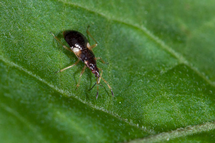 Anthocoridae