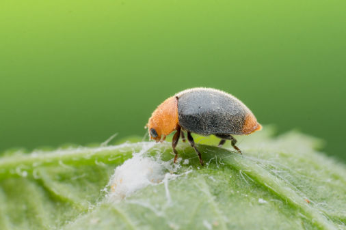 Cryptolaemus montrouzieri Mulsant