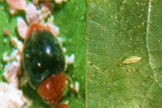 Services_02_Pest_Analysis